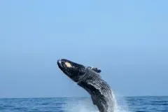 Whale Watching