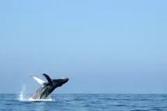 Whale Watching