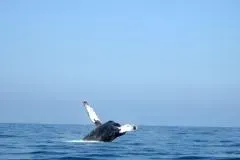 Whale Watching