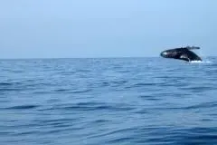 Whale Watching