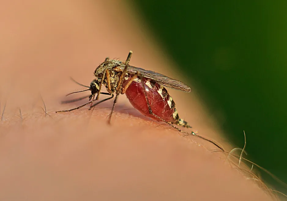 Mosquito resting on vegetation in a Folsom backyard