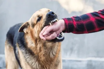 a dog biting a human being's hand