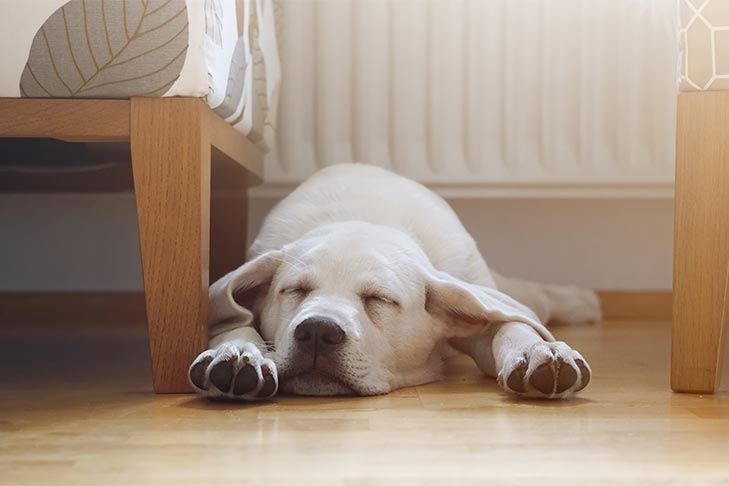 A puppy lying on a hardwood floor installed by professional hardwood installers in Poland.