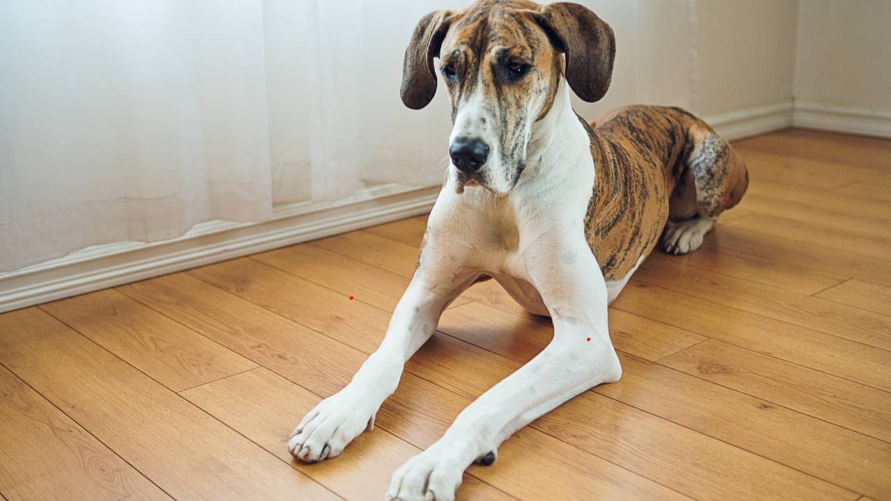 best hardwood floors for pets