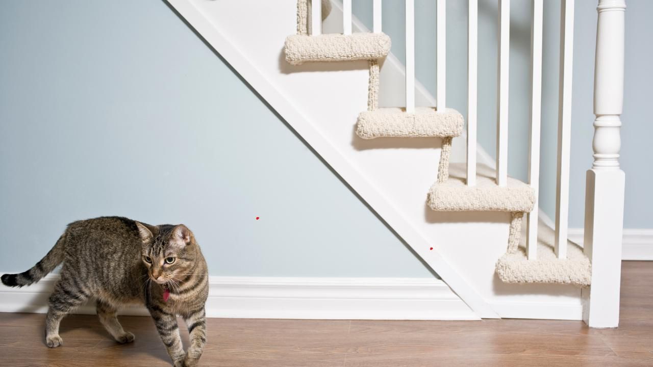 cat scratches on hardwood