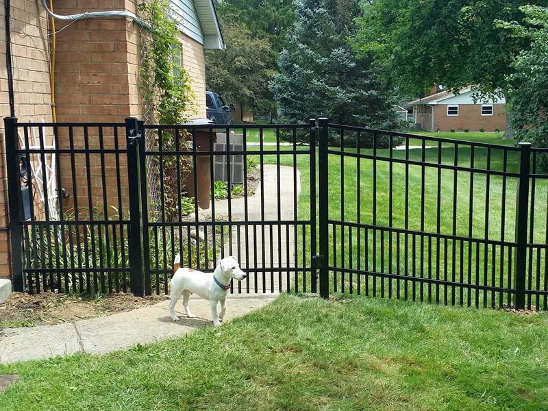 a dog standing in front of an aluminum fence