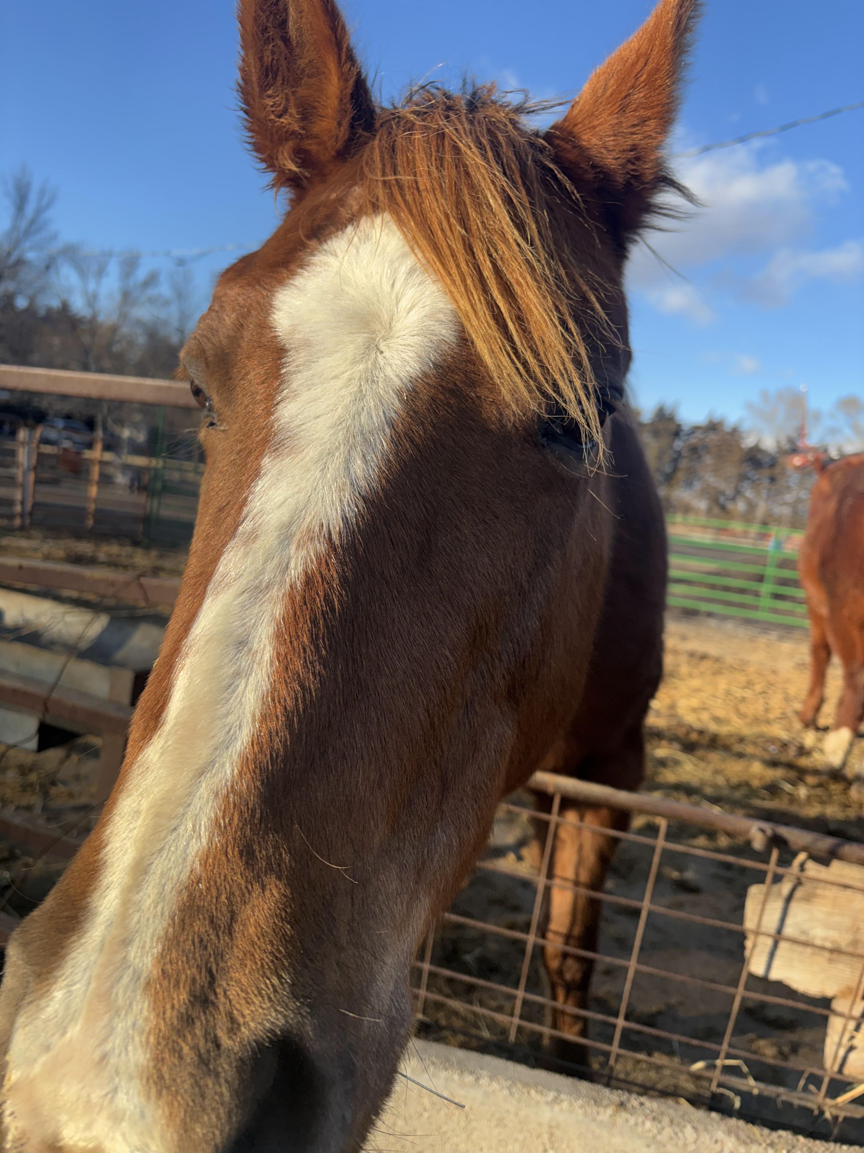 Close up photo of horse face named Daisy