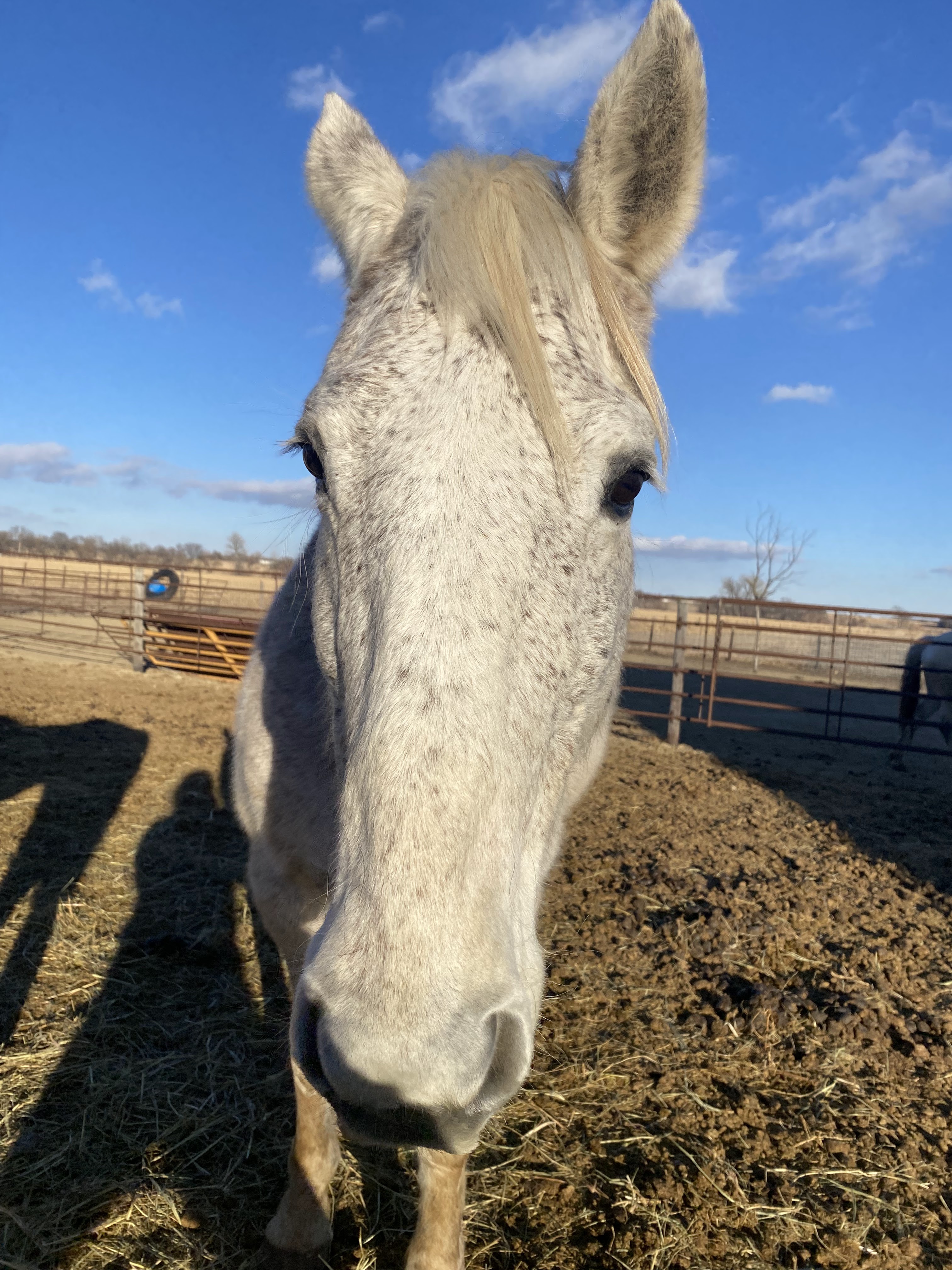 Close up photo of horse face named Daisy