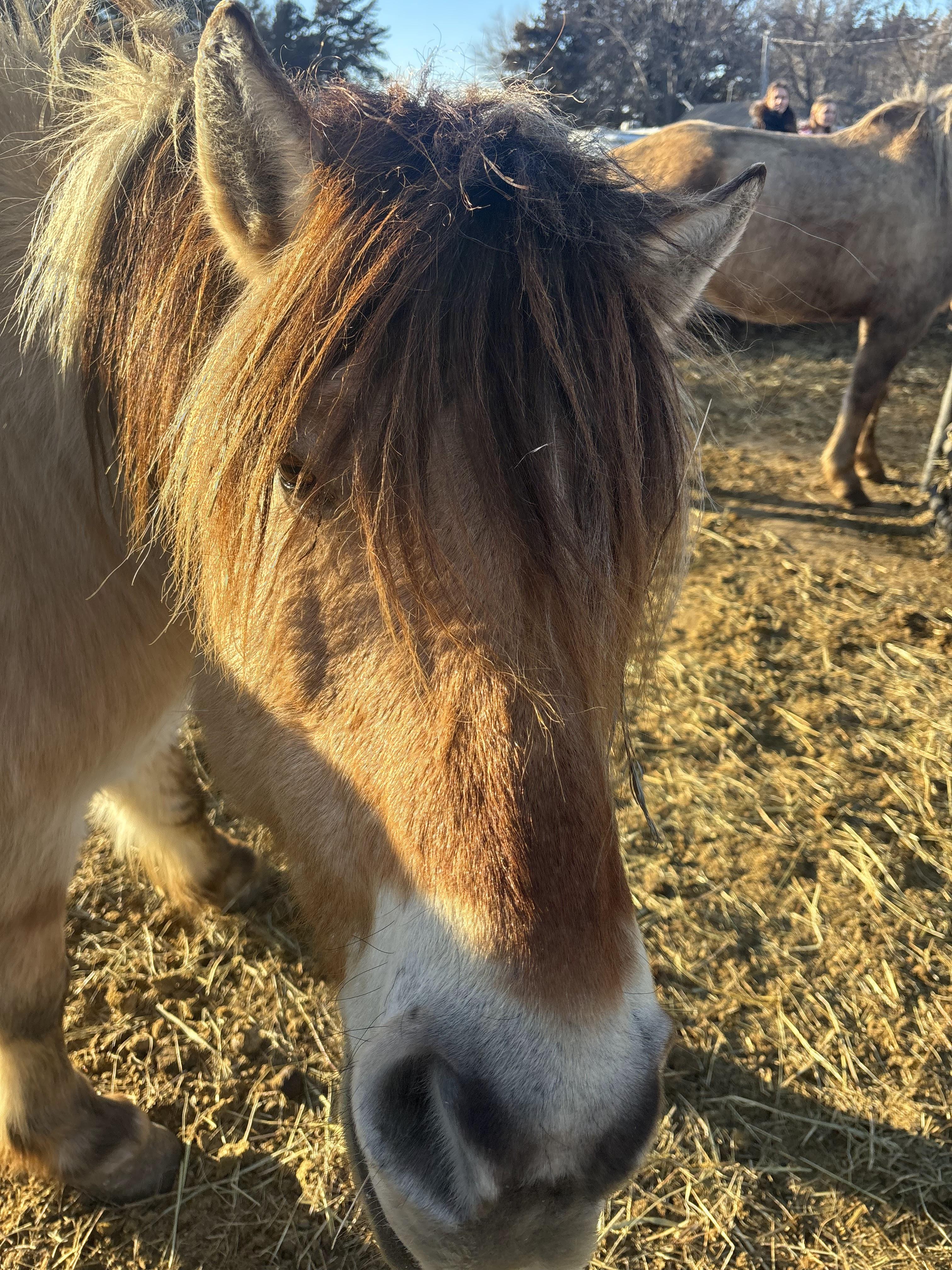 Close up photo of horse face named Luna