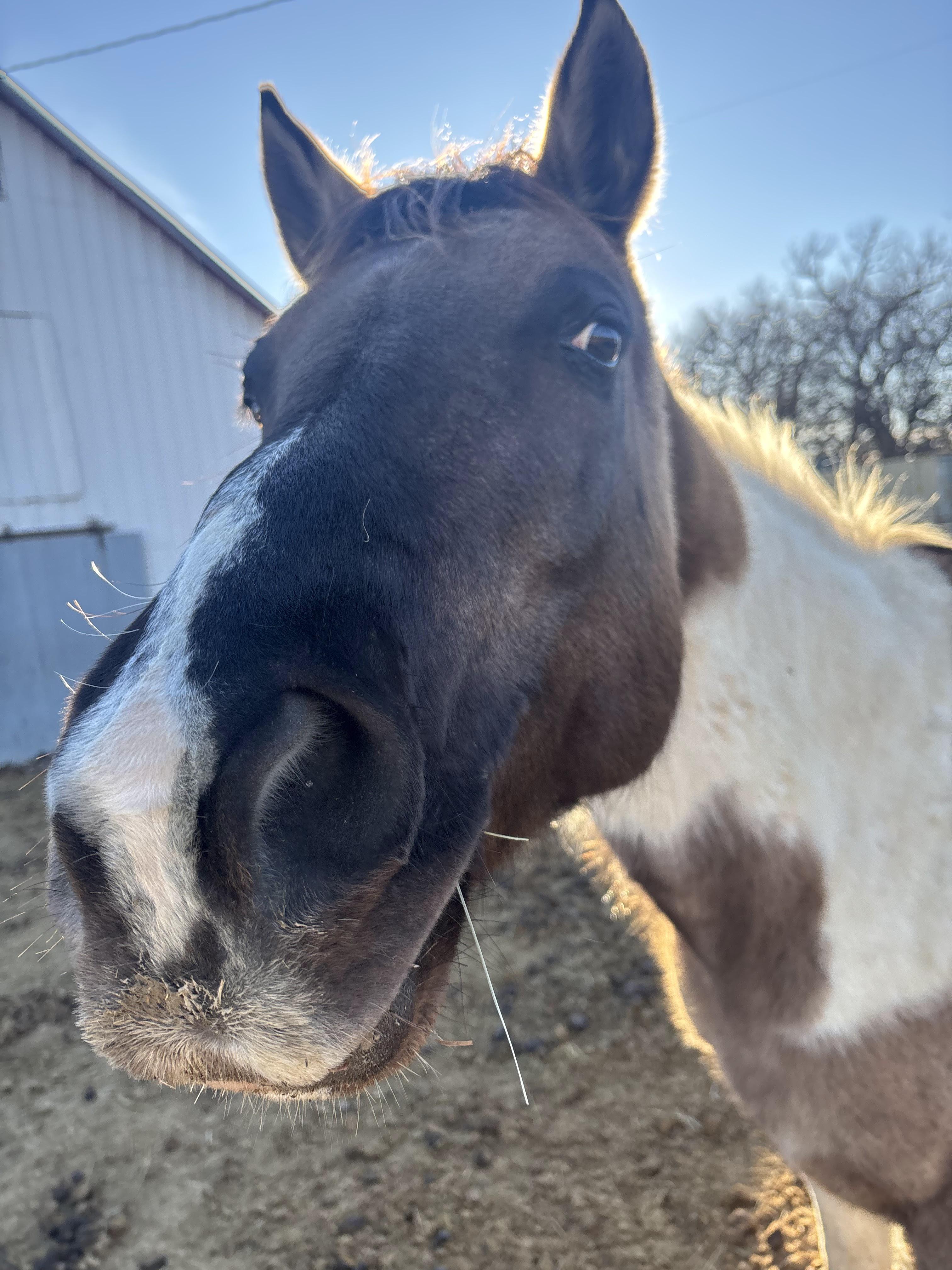 Close up photo of horse face named Barney