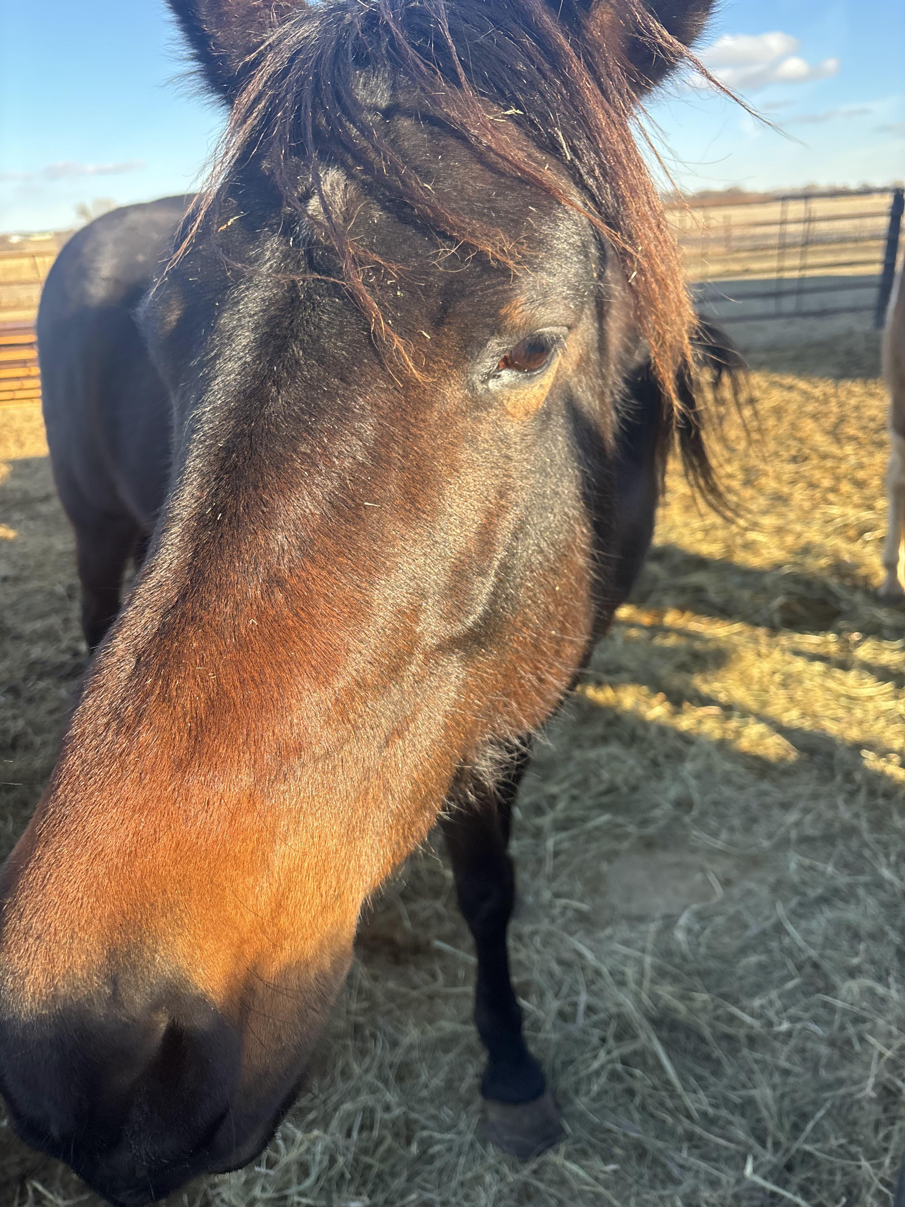Close up photo of horse face named Barney