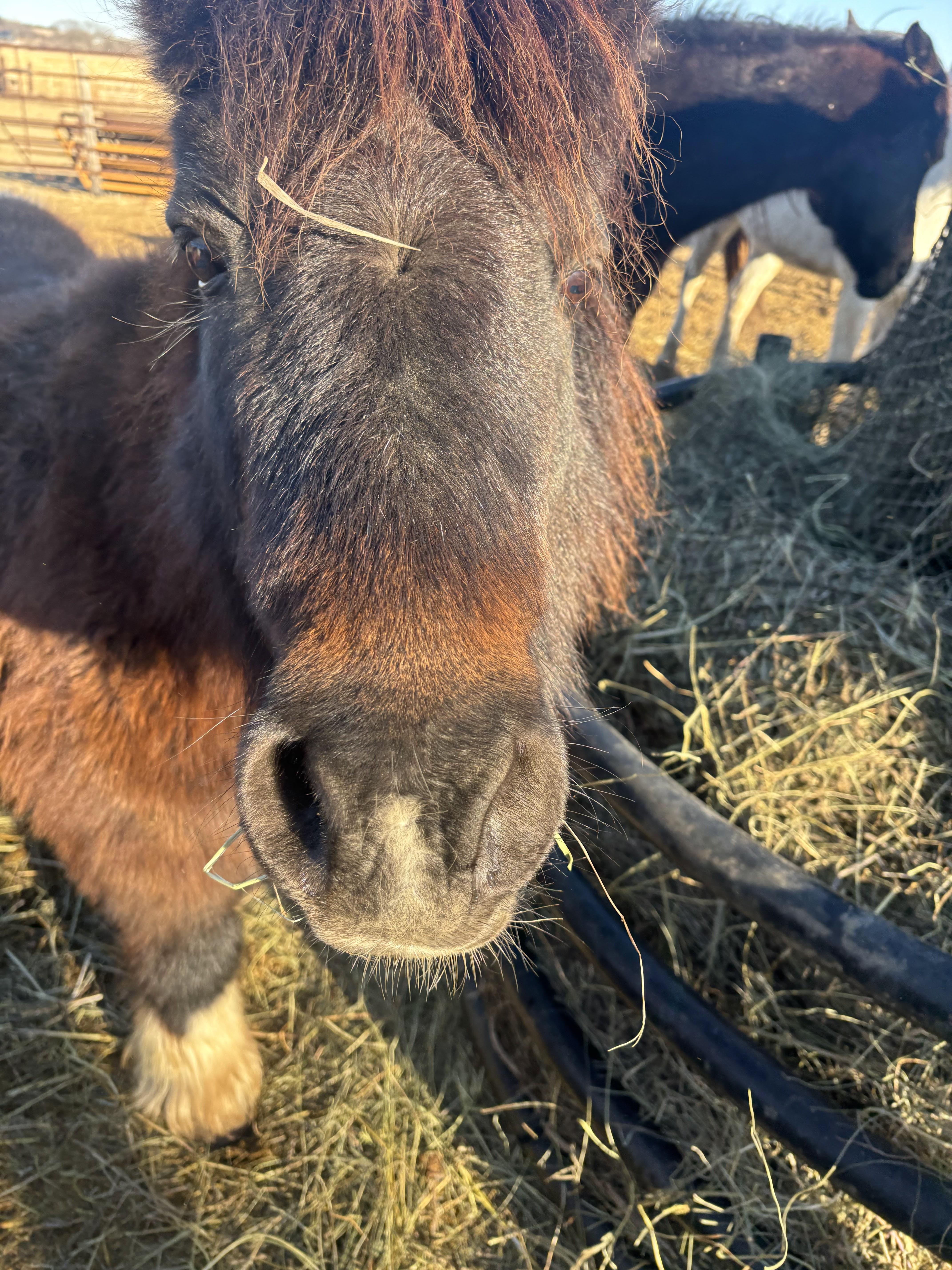 Close up photo of horse face named Luna