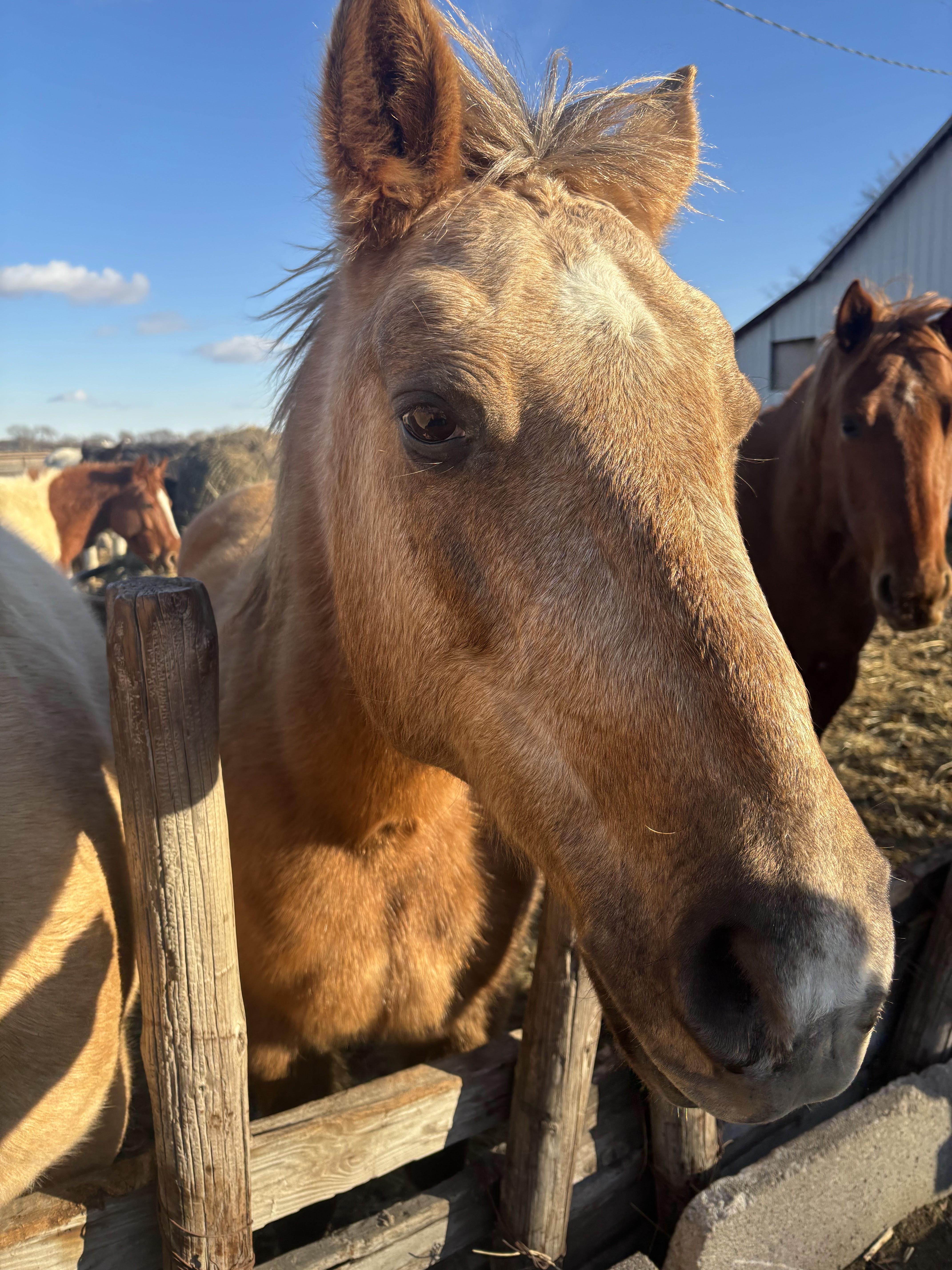 Close up photo of horse face named Luna