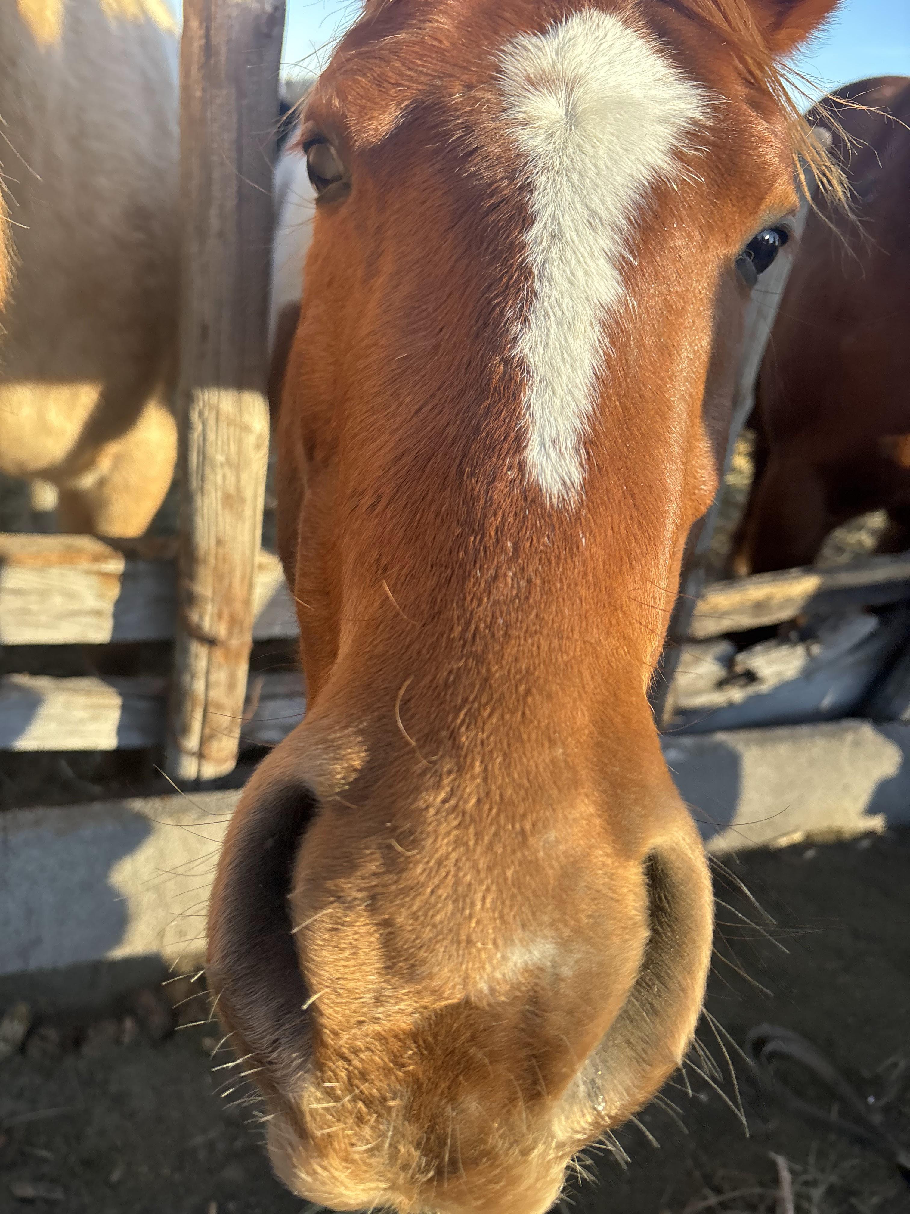 Close up photo of horse face named Barney