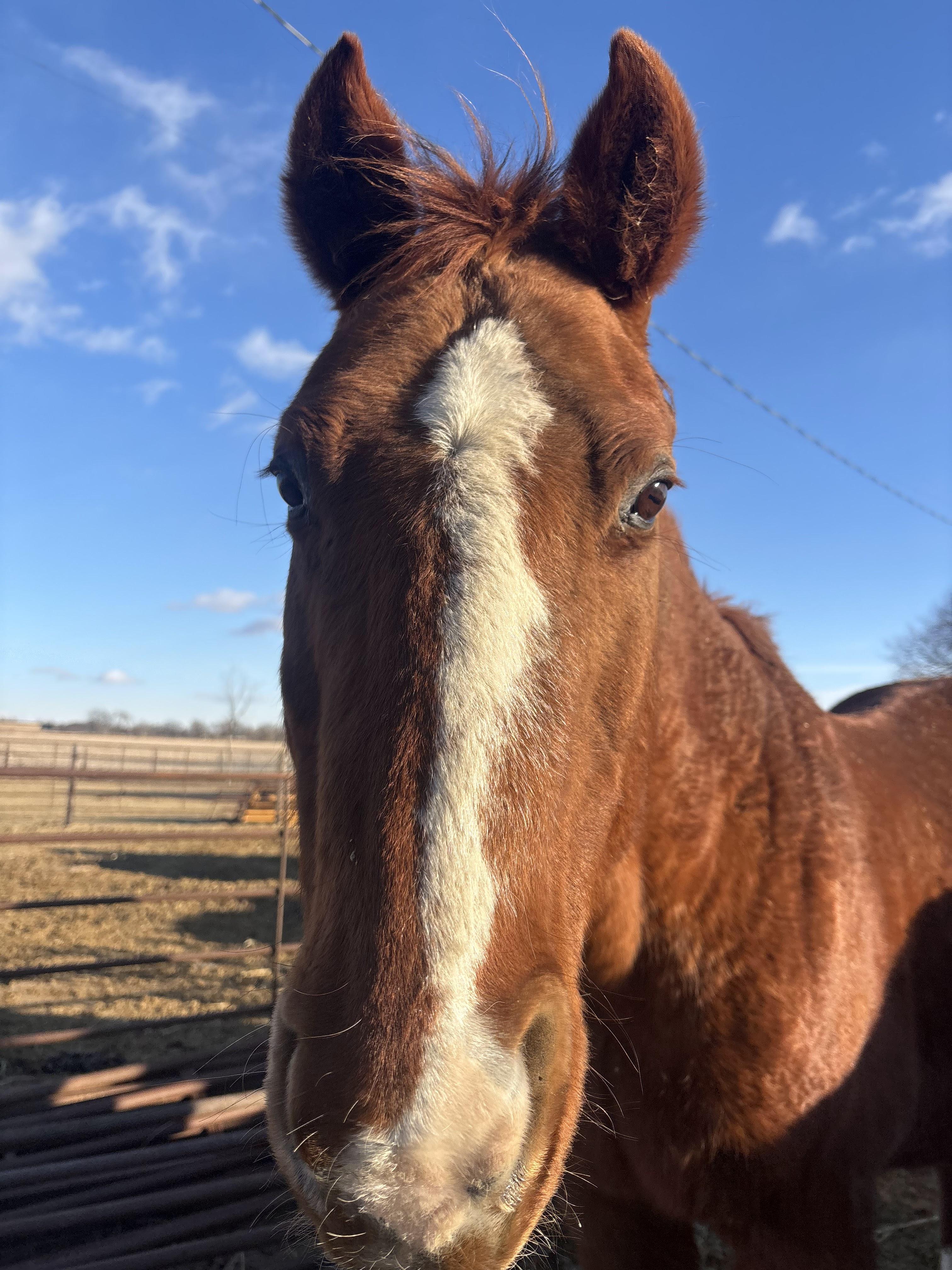 Close up photo of horse face named Apollo