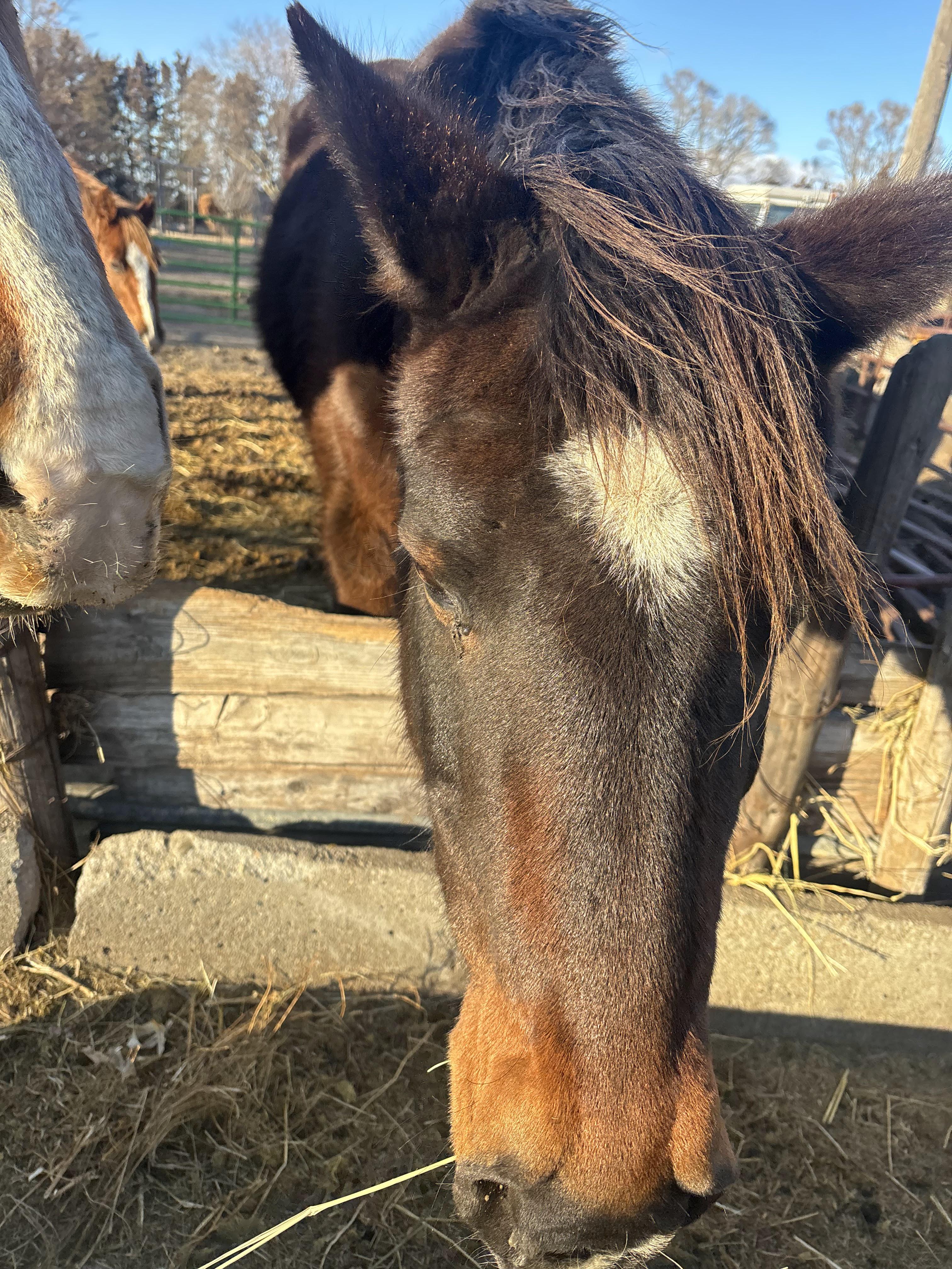 Close up photo of horse face named Apollo