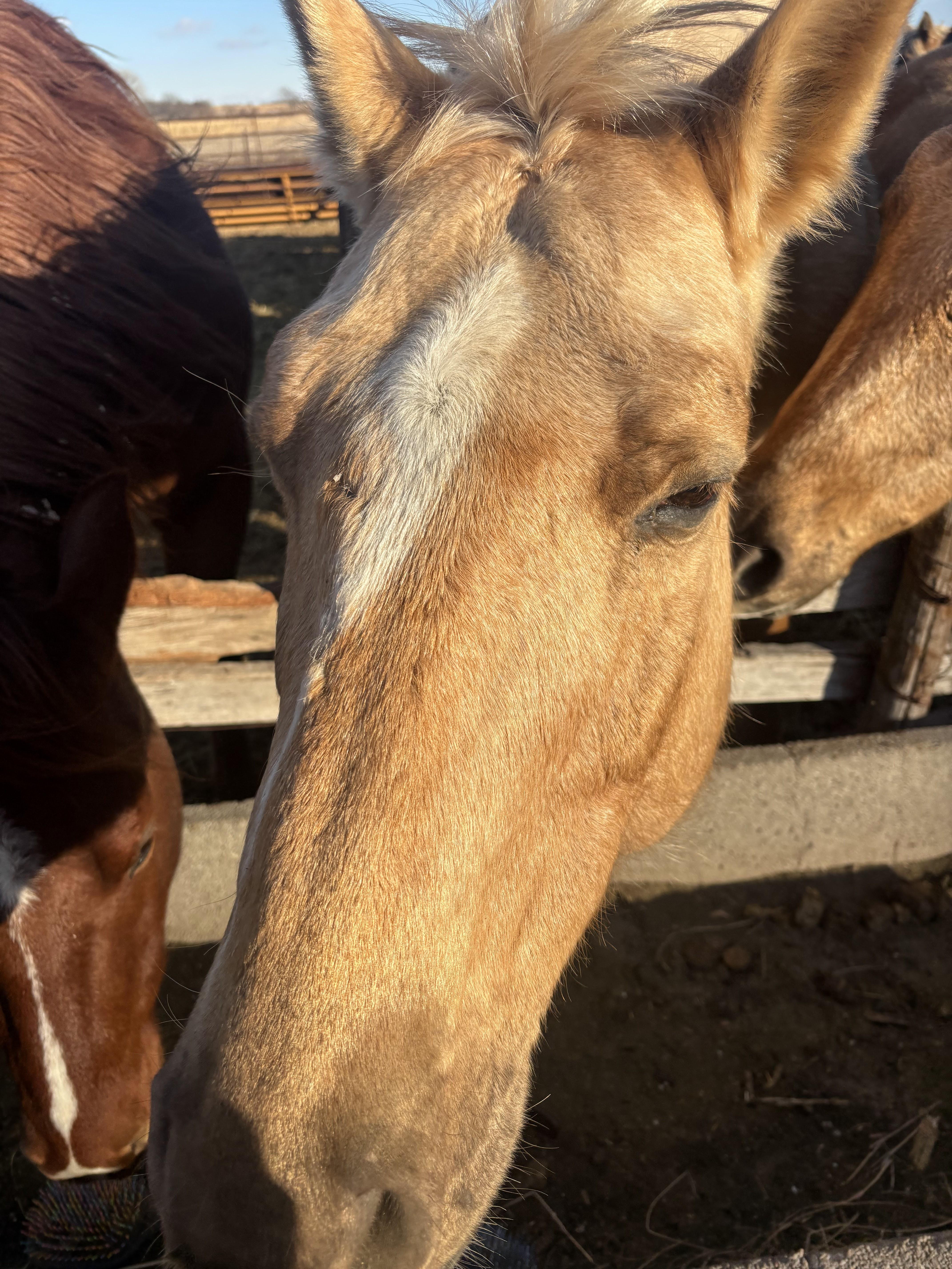 Close up photo of horse face named Daisy