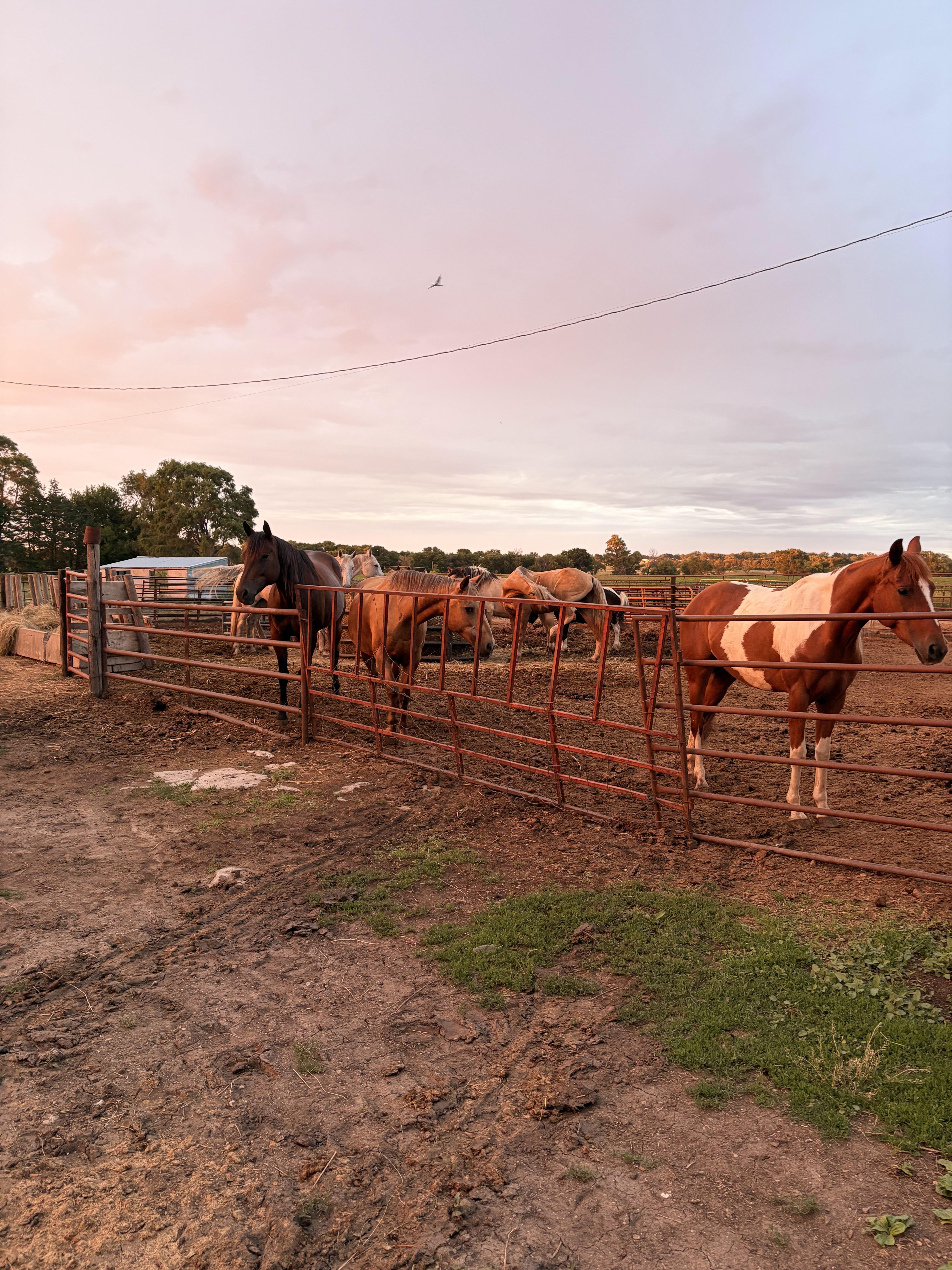 Photorealistic group of summer campers at a horse summer camp