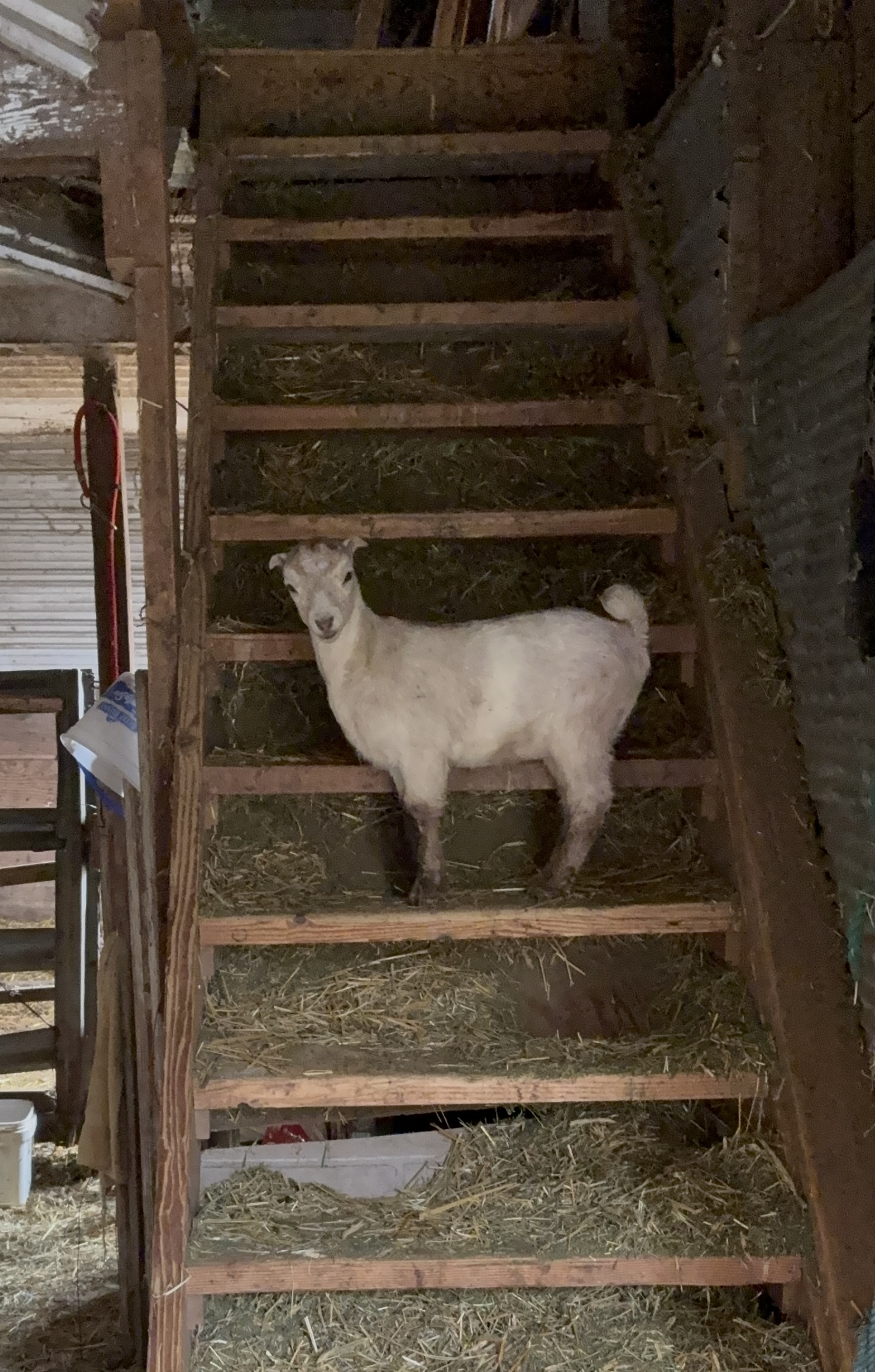 Photorealistic warm candid photo of a family in street clothes (visitors) interacting with goats, chickens, and geese, including baby animals (kids, chicks, goslings); outdoor farm setting, natural light, family-friendly composition