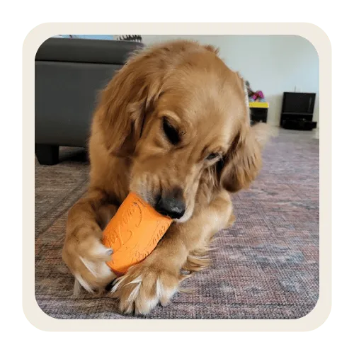 Dog receiving in-home pet sitting care in Ahwatukee AZ