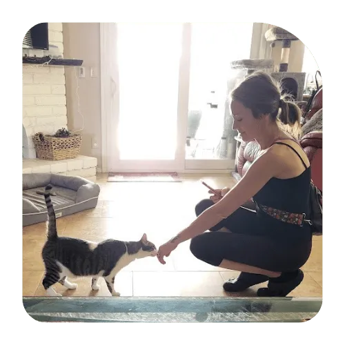 Cat receiving in-home pet sitting care in Ahwatukee AZ