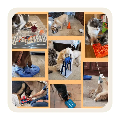 Professional dog sitting services in Ahwatukee AZ