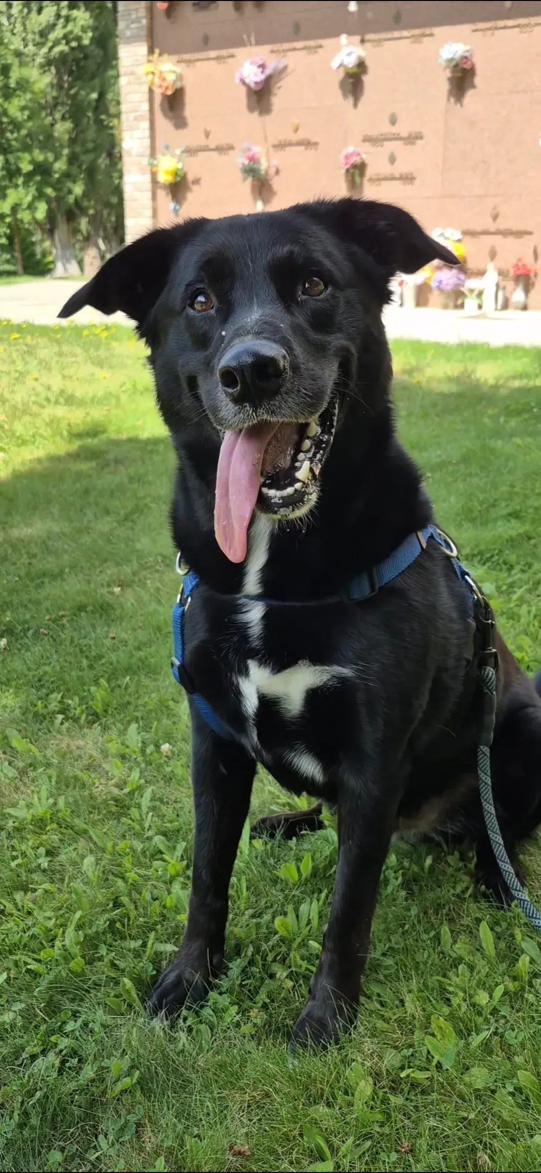 A very happy dog