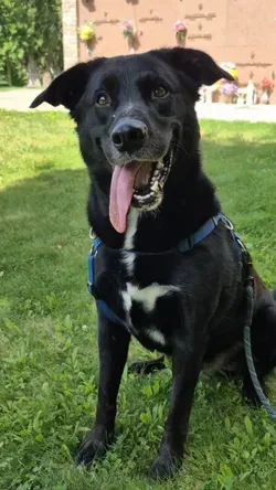 A very happy dog