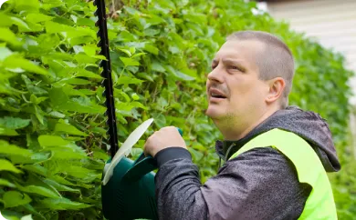 Landscaping professional trimming tall green hedges in Austin