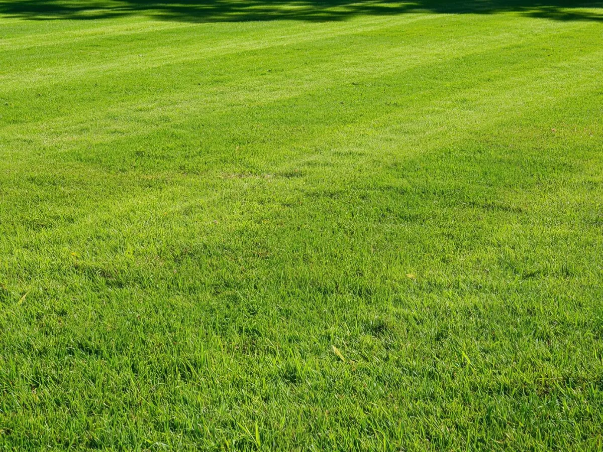 A wooden bench sitting under a pergoline covered in flowers