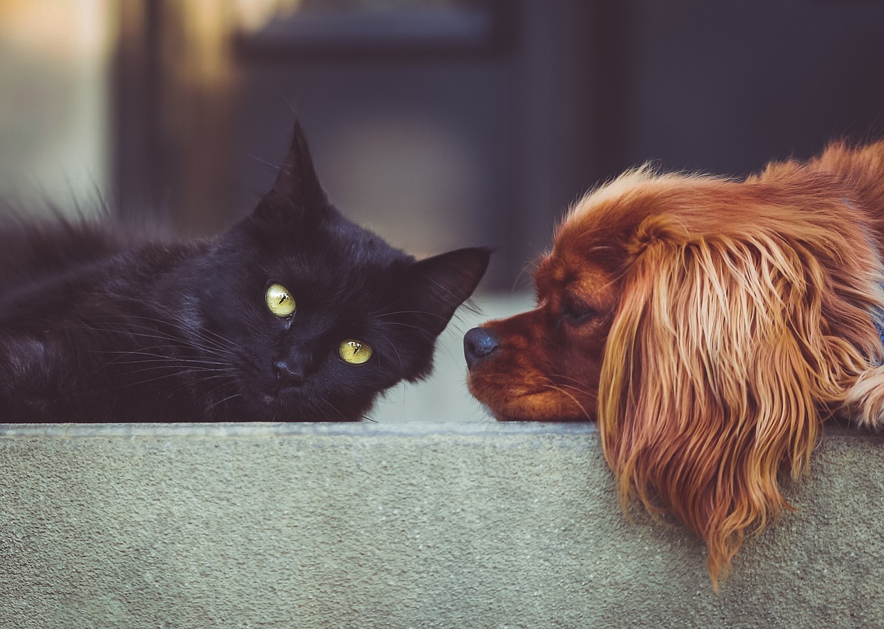 dog and cat pixabay