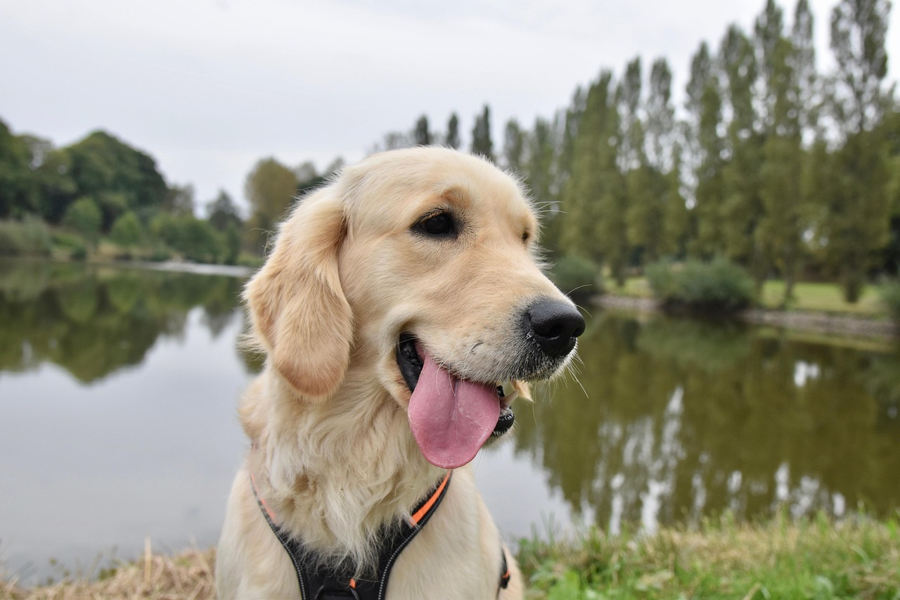 golden retriever pixabay
