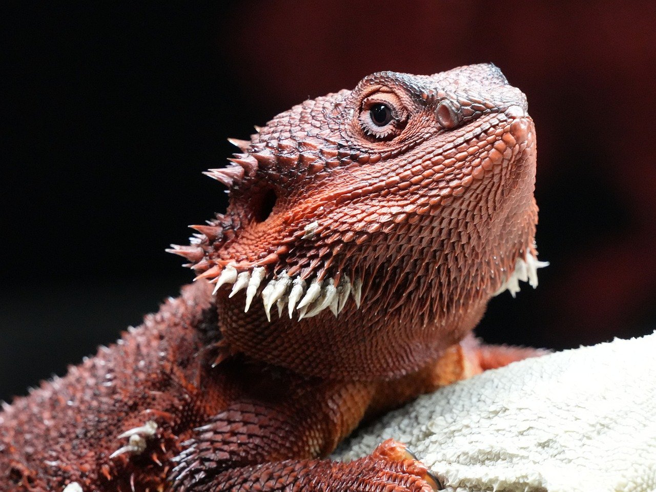 bearded dragon pixabay