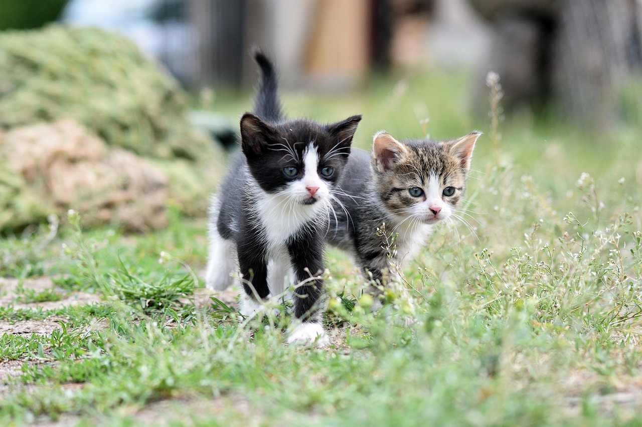 cats pixabay