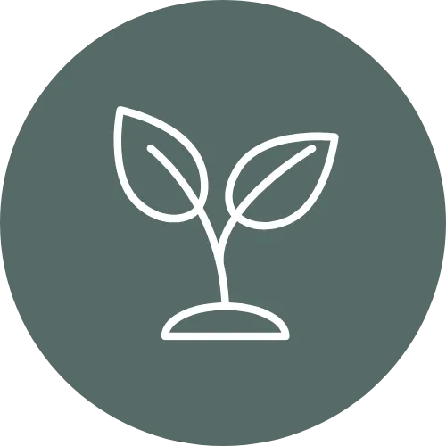 Young plant with leaves icon