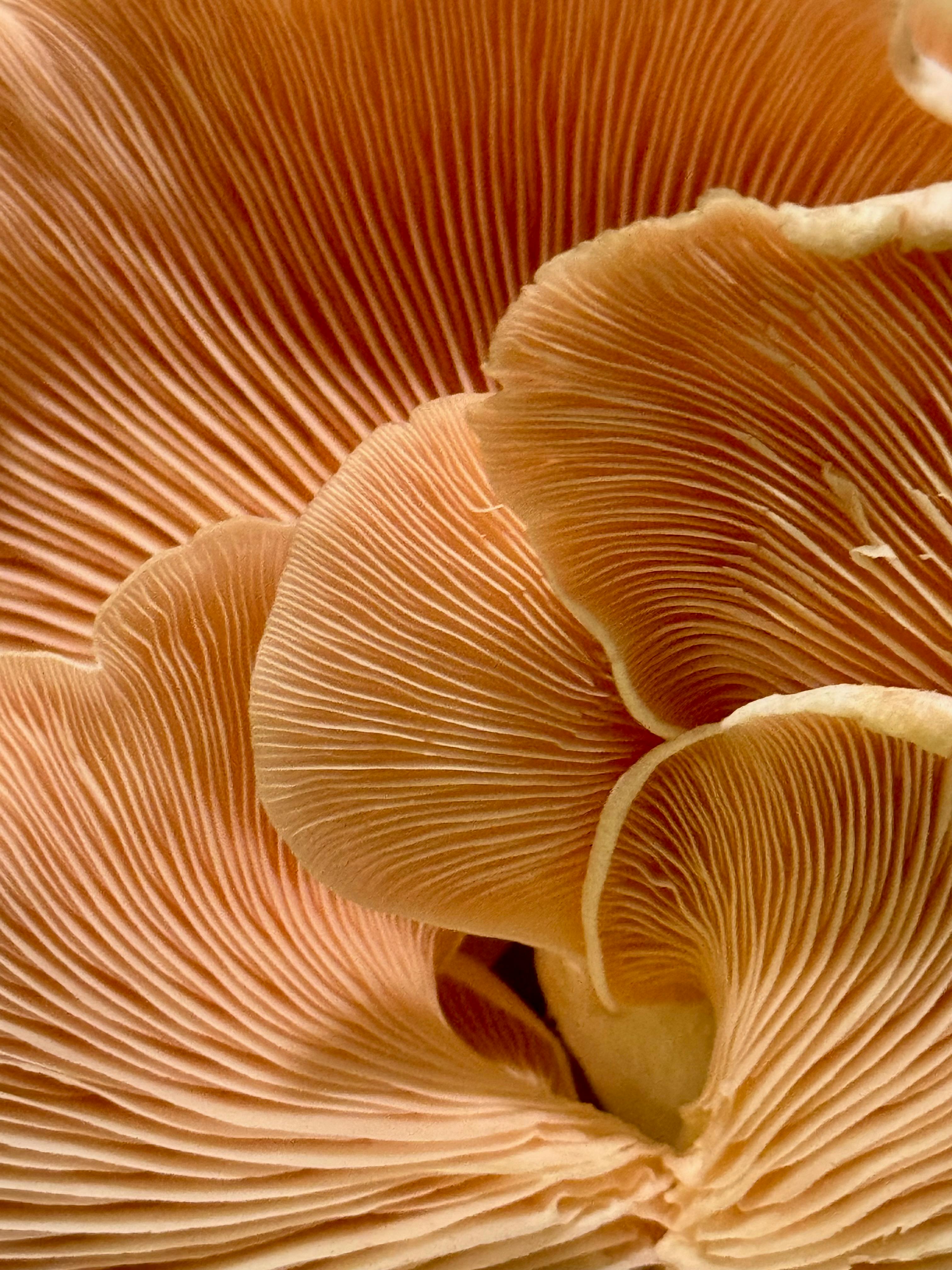 Bloques de cultivo de hongos gourmet en Mutisania