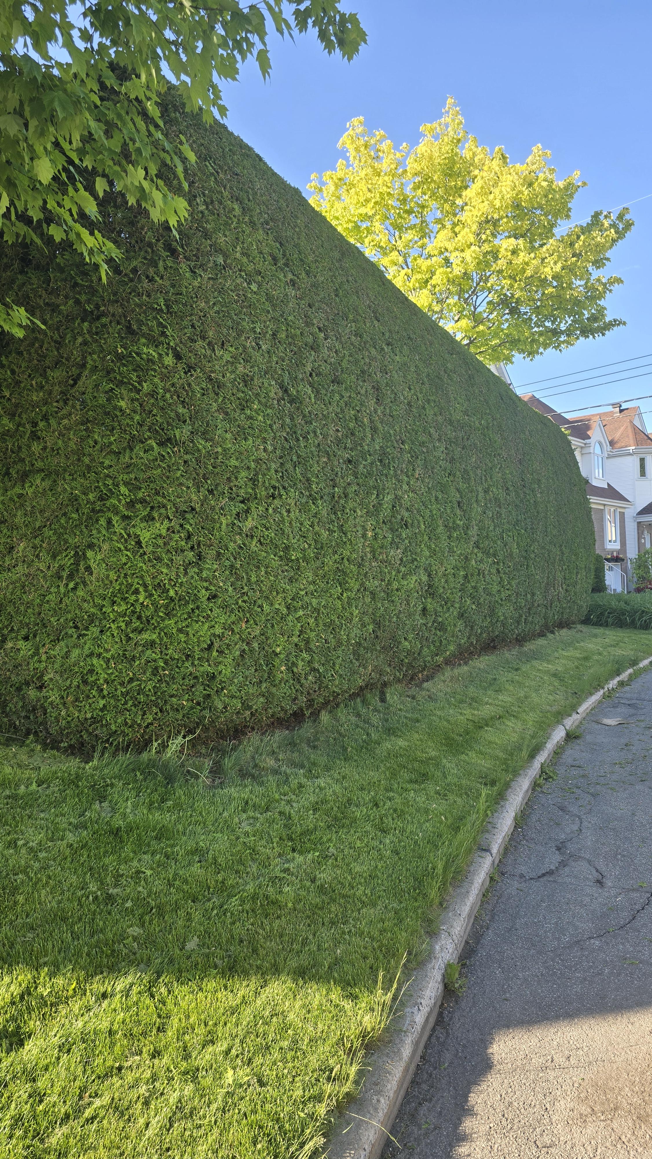 Entretien de haie de cèdres — taille et formation par des professionnels
