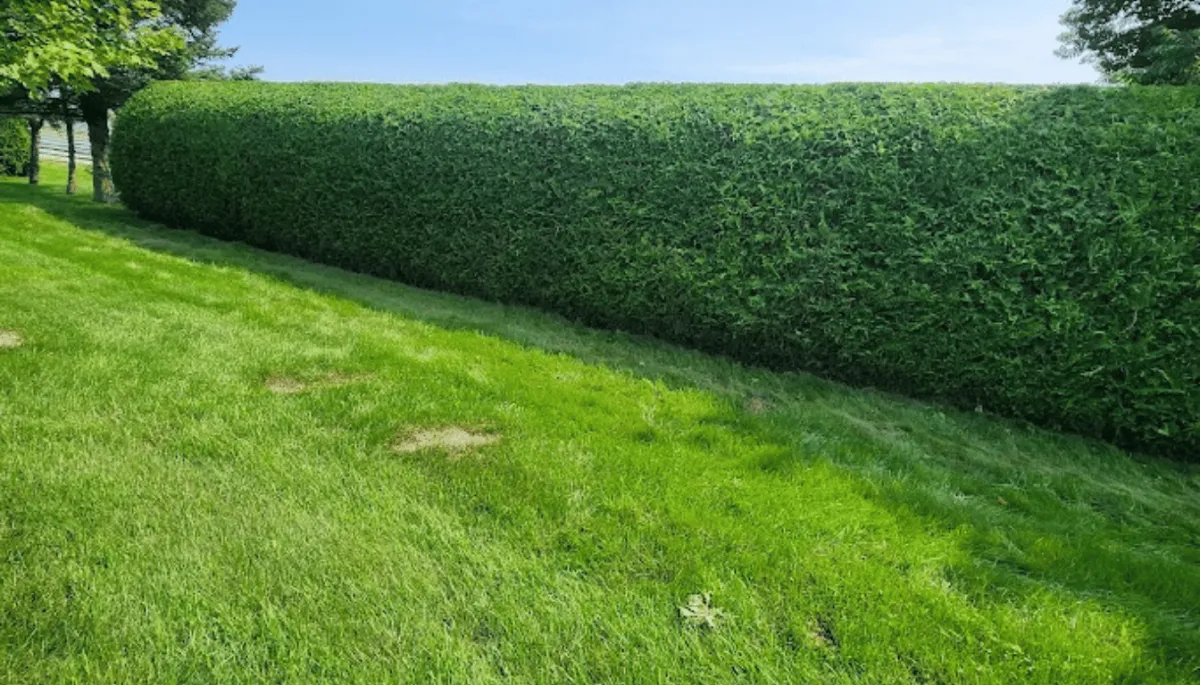 Ouverture de terrain