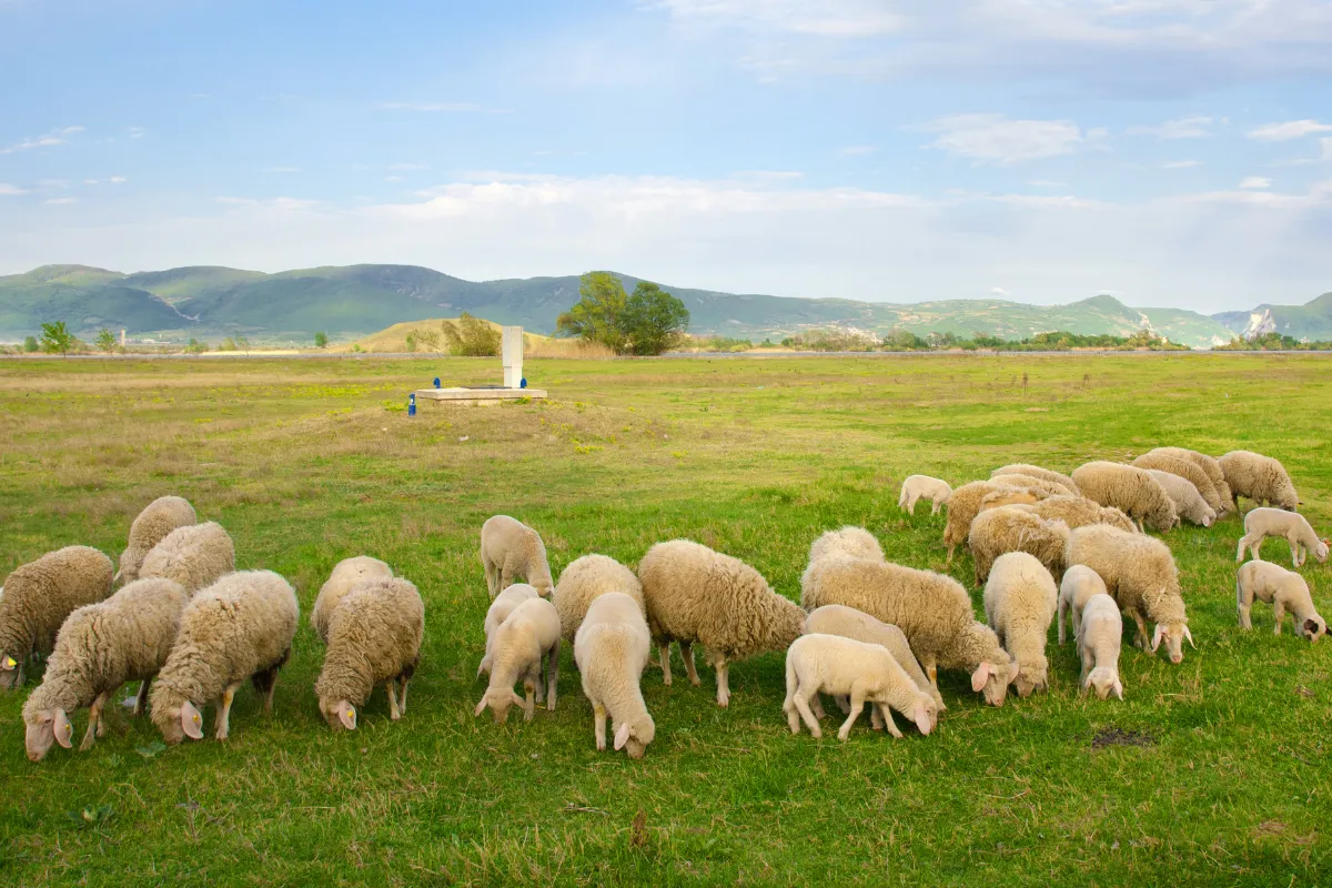Border Collie practicing outrun and lift during group stock dog training session in open field