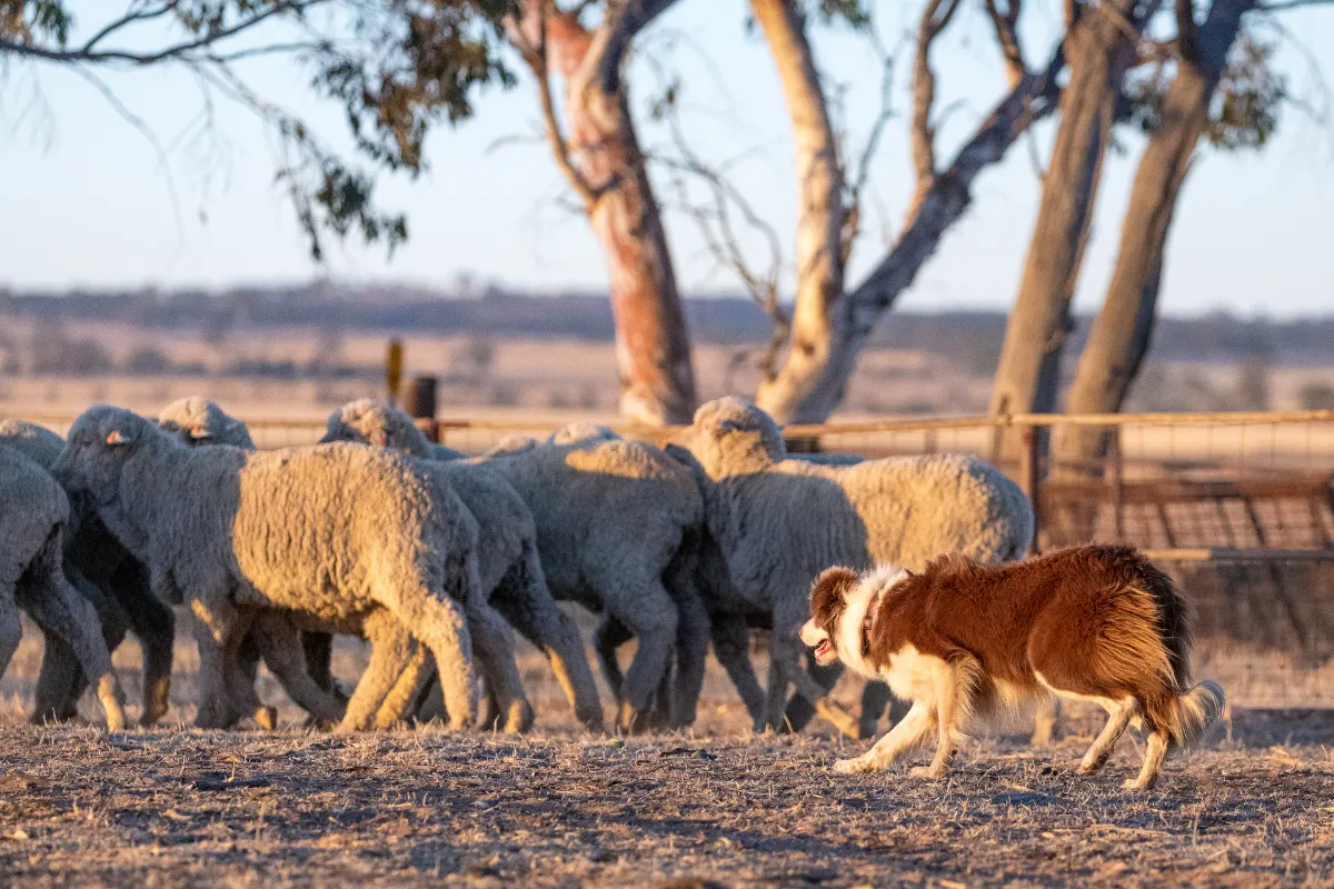 Young Border Collie practicing controlled balance work with sheep instead of endlessly circling during training session