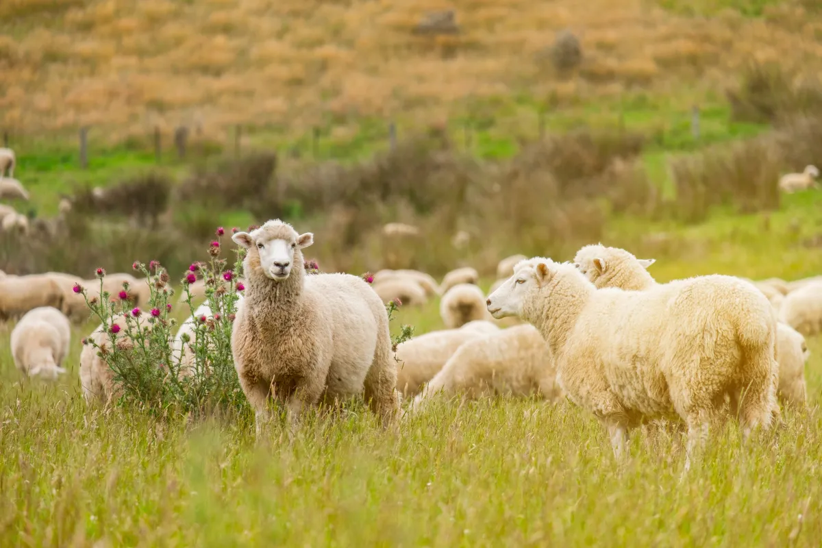 Our most popular stock dog training blogs for 2023