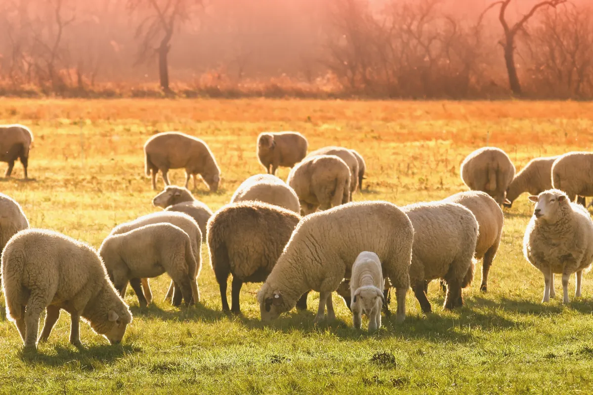 Border Collie herding sheep in an open field demonstrating adaptable stock dog training techniques