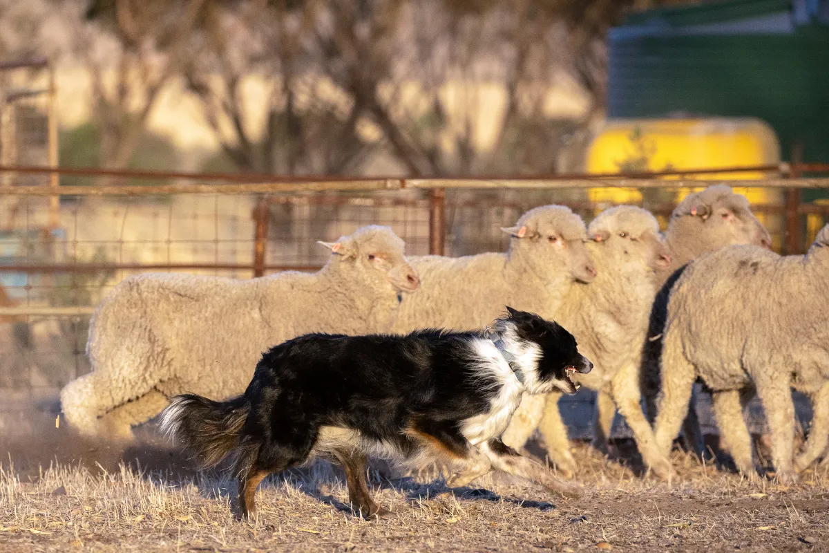 Border Collie applying balance and pressure to load sheep into a pen during stock dog training