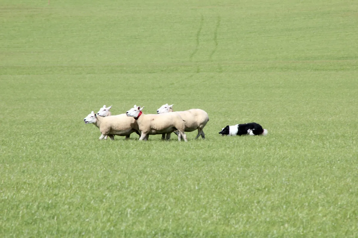 Give your dog a fair "shake" at being successful