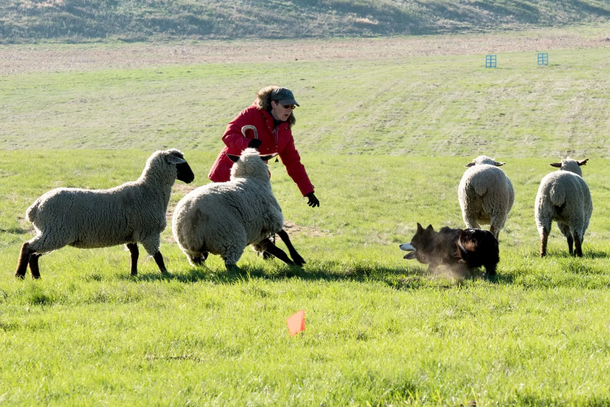 Balance & the Shed: A Key Combination for Success.