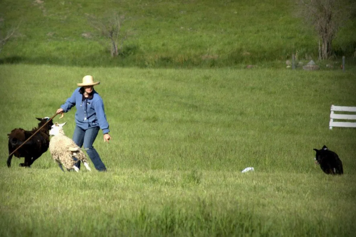 Border Collie handler planning a structured stock dog training session with sheep in a field