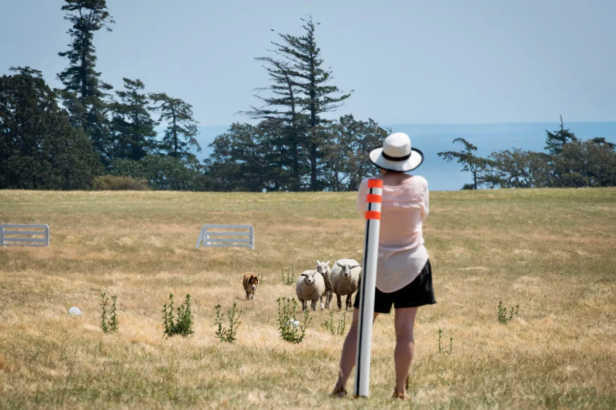 Stock dog trainer calmly working a Border Collie on sheep during a herding clinic