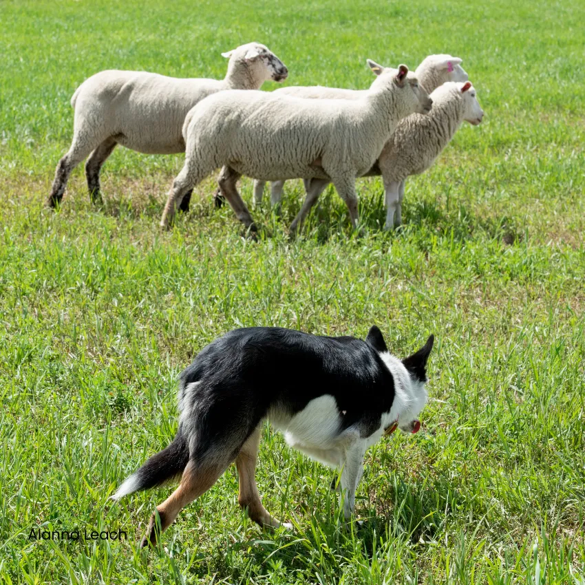 Speed up your stock dog:  Advanced training tips for developing “Gears”
