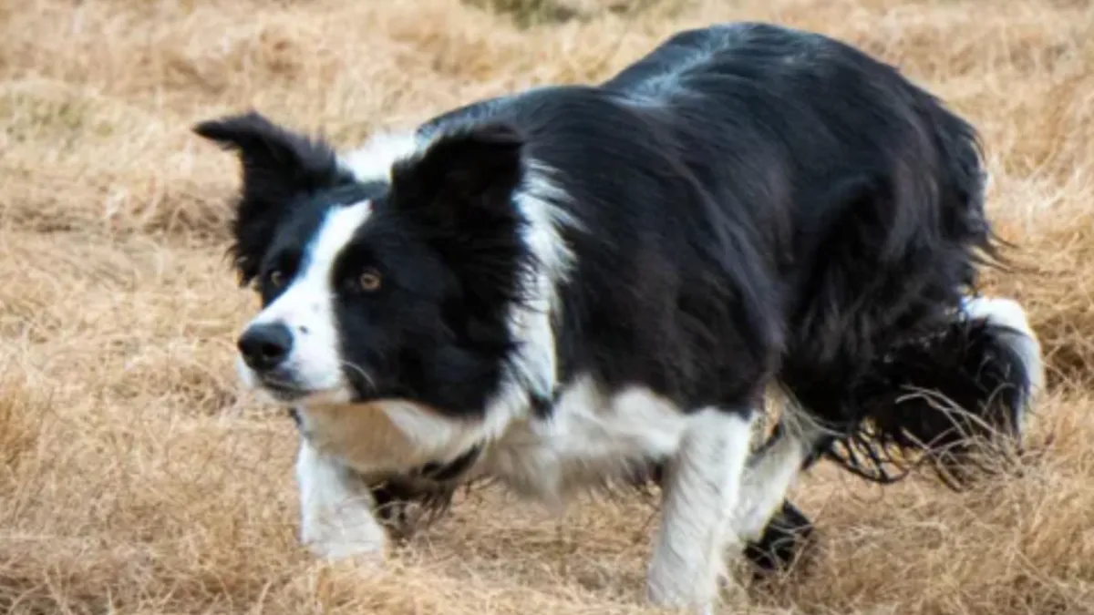 Stock dog slowing and controlling approach to sheep during the lift while gathering calmly in an open field
