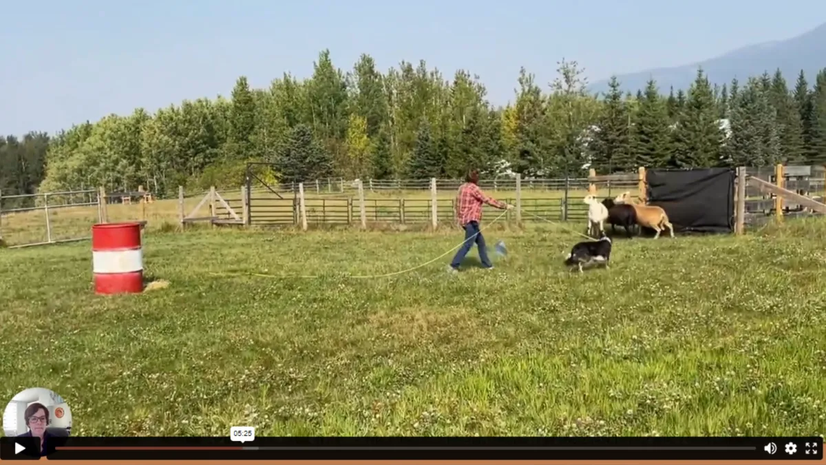 The Role of Long Lines in Effective Stock Dog Training: The Pros & Cons